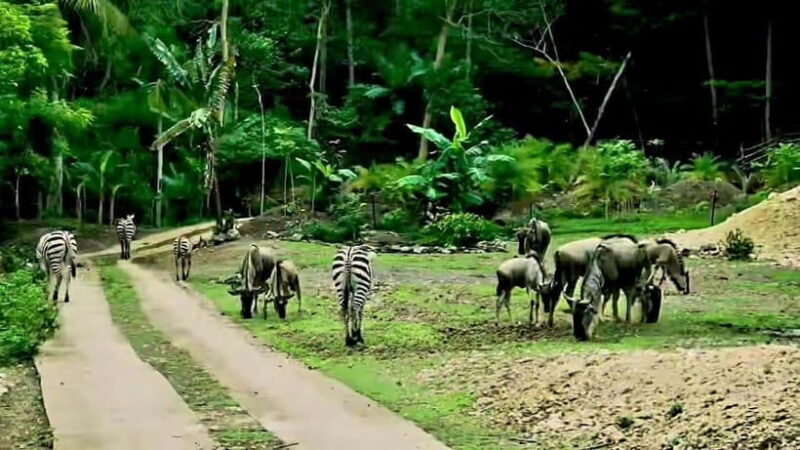 Cebu Safari & Adventure Park: Wildlife Tour with Transfers - FAQ