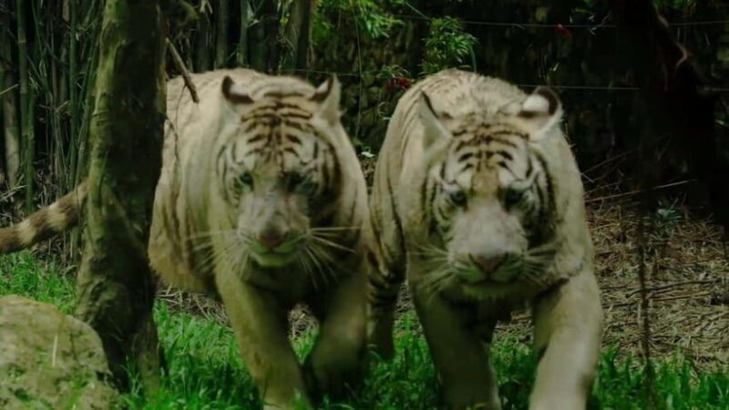 Cebu Safari & Adventure Park: Wildlife Tour with Transfers - Final Thoughts