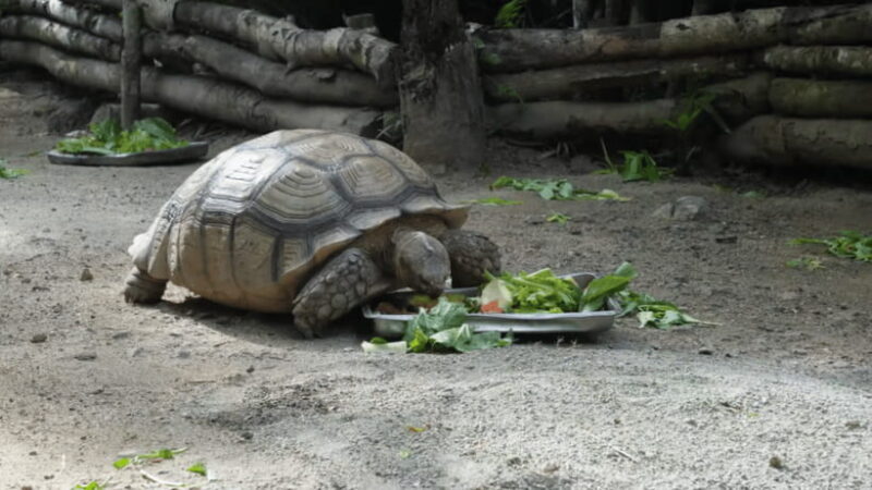 Cebu Safari: Experience Wildlife Up Close - Introduction: What to Expect at Cebu Safari