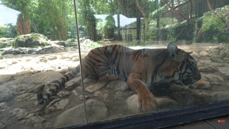 Cebu Safari: Experience Wildlife Up Close - Is It Worth It?