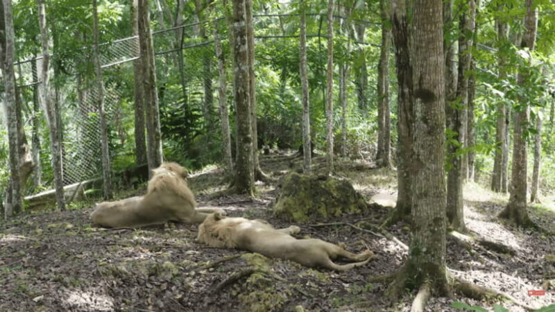 Cebu Safari: Experience Wildlife Up Close - The Sum Up: Who Will Love Cebu Safari?