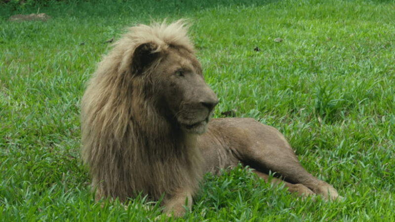 Cebu Safari: Experience Wildlife Up Close - An In-Depth Look at Cebu Safari Experience