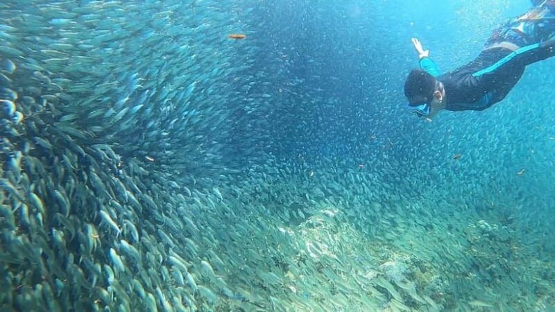Cebu: Sardine Run Snorkeling, Mantayupan Falls & ATV Thrills - Final Thoughts