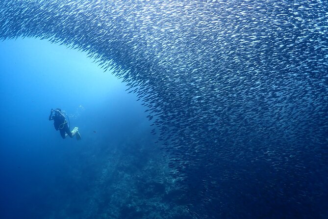 Cebu: Scuba Diving Experience Beach Entry in Mactan - The Sum Up