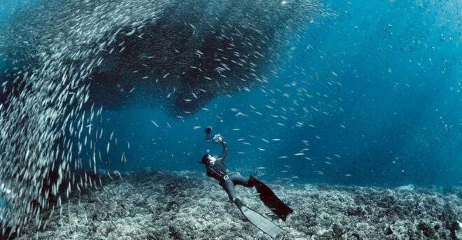 Cebu: Scuba Diving in Pescador Island and Sardine Snorkeling - Experience Highlights