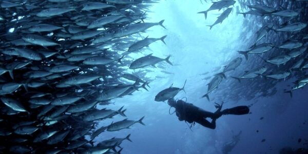 Cebu: Scuba Diving in Pescador Island and Sardine Snorkeling - GoPro Rental and Assistance