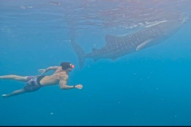 Cebu Splash Adventure: Swim with Sharks & Canyoneering + Lunch - Good To Know