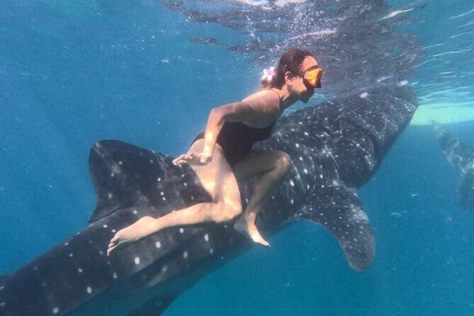 Cebu Splash Adventure: Swim with Sharks & Canyoneering + Lunch - A Deep Dive into the Cebu Splash Experience