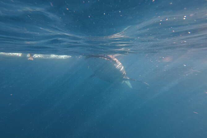 Cebu Tumalog, Inambakan Falls, Sardines and Whaleshark Watching - Frequently Asked Questions (FAQs)