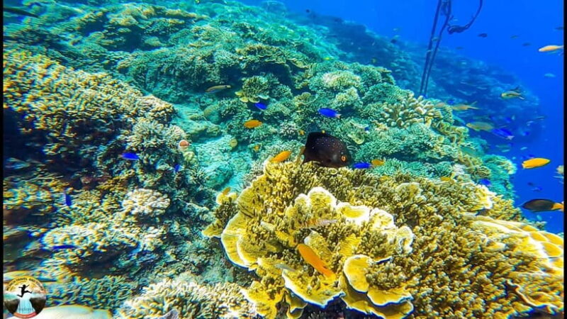 Cebu: Ultimate 3-Day Water Adventure - Dive into Cebu’s Water Wonderland