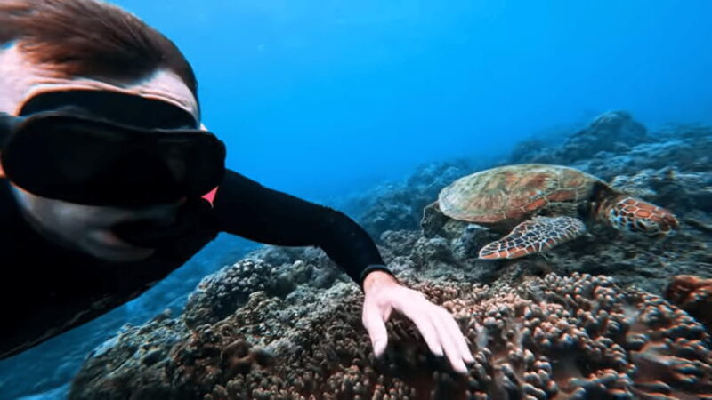 Cebu Ultimate Adventure: Oslob, Inambakan Falls & Moalboal - Why This Tour Offers Great Value