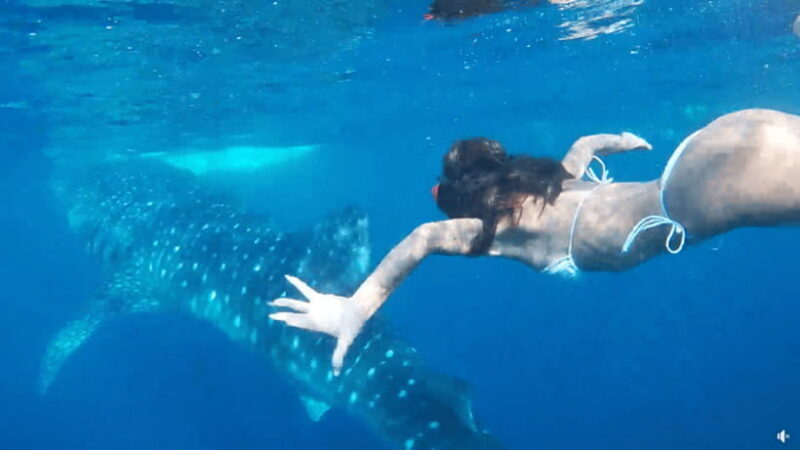 Cebu Ultimate Adventure: Oslob, Inambakan Falls & Moalboal - The Sum Up