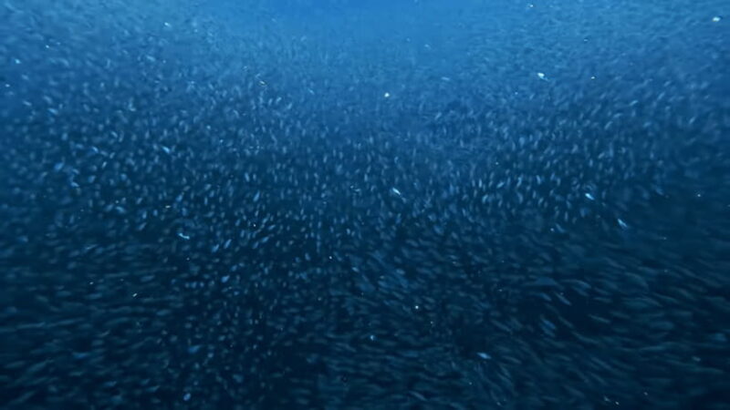 Cebu Ultimate Adventure: Oslob, Inambakan Falls & Moalboal - Who Is This Tour Best For?