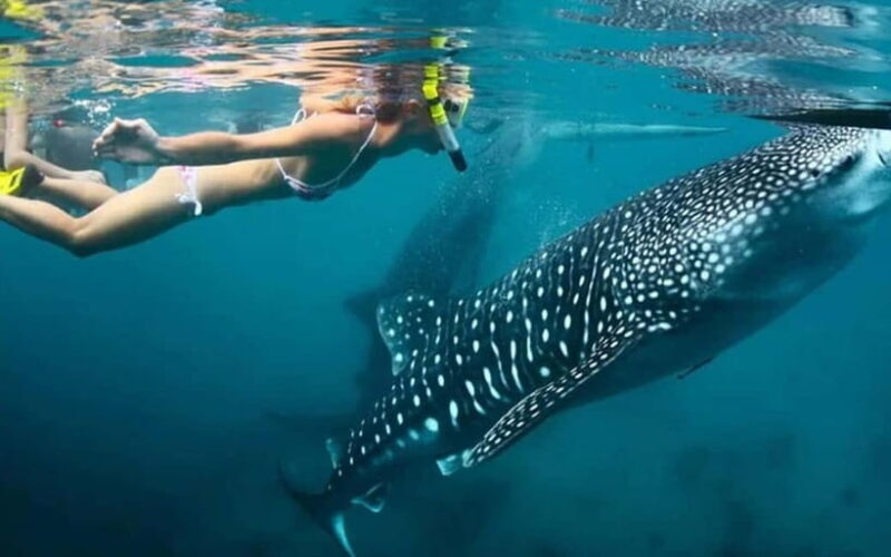 Cebu: Whale Shark, and Sumilon Sandbar and Inambakan Falls - Authentic Experiences and Genuine Value