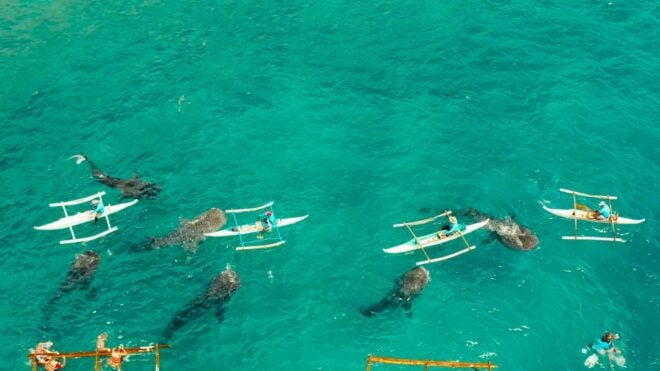 Cebu Whale Shark Kawasan Canyooneering, Full Day W/ Lunch - Pickup and Itinerary Details