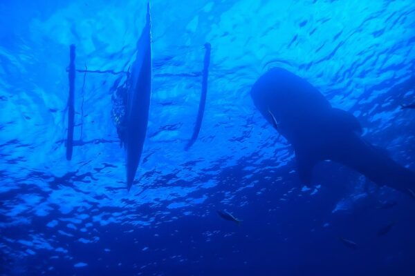Cebu Whale Shark Kawasan Canyooneering, Full Day W/ Lunch - Oslob Whale Shark Encounter