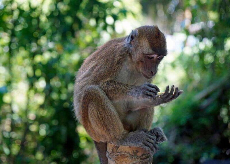 Cebu: Whale Shark, Monkey Sanctuary, & Moalboal Turtles Tour - A Balanced Look at the Cebu Tour