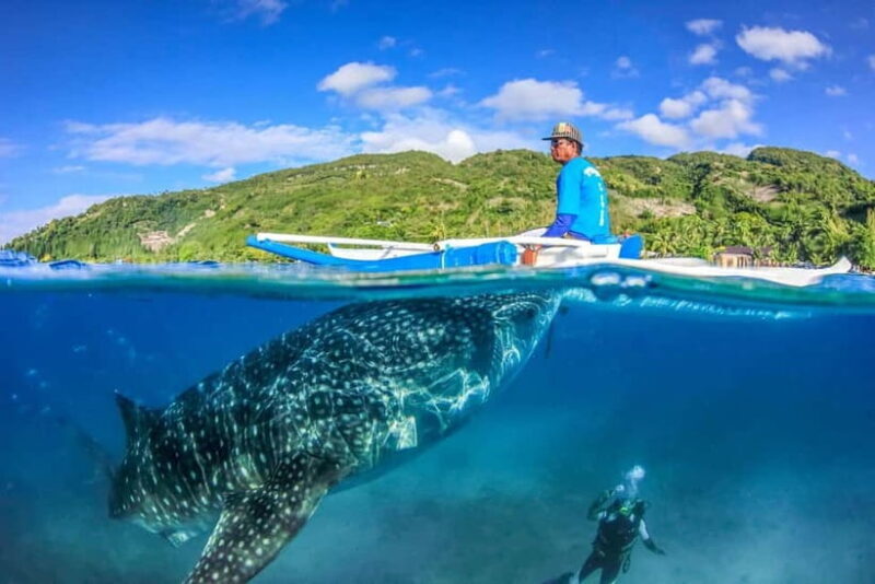 Cebu: Whale Shark, Monkey Sanctuary, & Moalboal Turtles Tour - Authentic Experiences & Tips from Reviewers