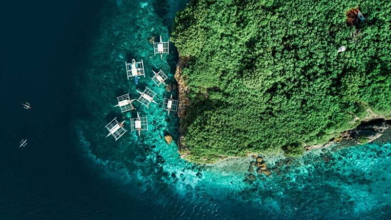 Cebu: Whale Shark, Monkey Sanctuary, & Moalboal Turtles Tour - Who Is This Tour Best For?