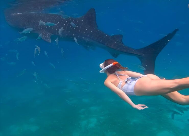 Cebu: Whale Shark & Mysterious Waterfall Private Tour - Activity Details