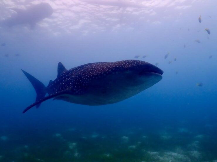 Cebu: Whale Shark & Mysterious Waterfall Private Tour - Highlights