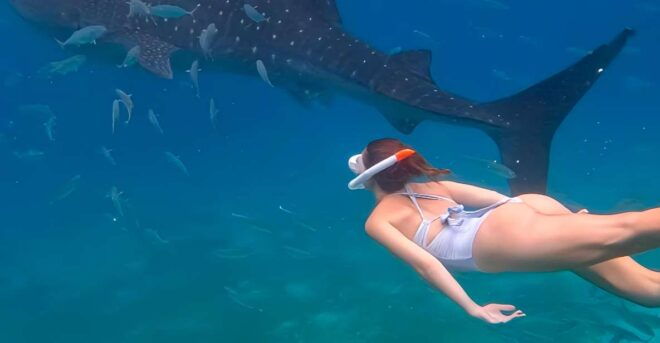 Cebu: Whale Shark & Mysterious Waterfall Private Tour - Full Description