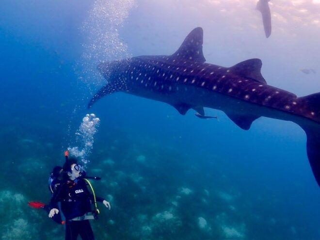 Cebu: Whale Shark & Mysterious Waterfall Private Tour - Important Information