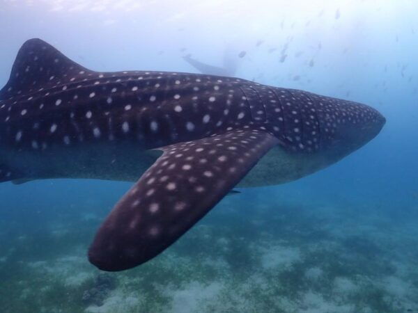 Cebu: Whale Shark & Mysterious Waterfall Private Tour - The Sum Up