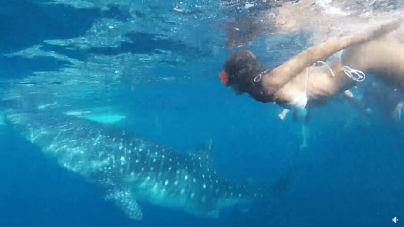 Cebu: Whale Shark Oslob and Moalboal Snorkeling Adventure - Good To Know