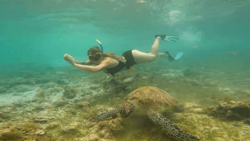 Cebu: Whale Shark Oslob and Moalboal Snorkeling Adventure - Exploring Cebu’s Marine Treasures: A Deep Dive into the Tour