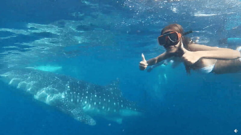 Cebu: Whale Shark Oslob and Moalboal Snorkeling Adventure - FAQ
