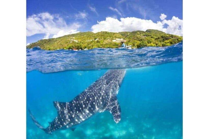 Cebu: Whale Shark Swim and Kawasan Canyoneering Group Tour - Good To Know