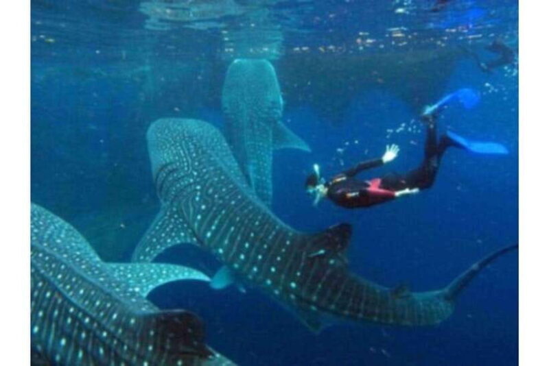 Cebu: Whale Shark Swim and Kawasan Canyoneering Group Tour - Final Thoughts on the Tour