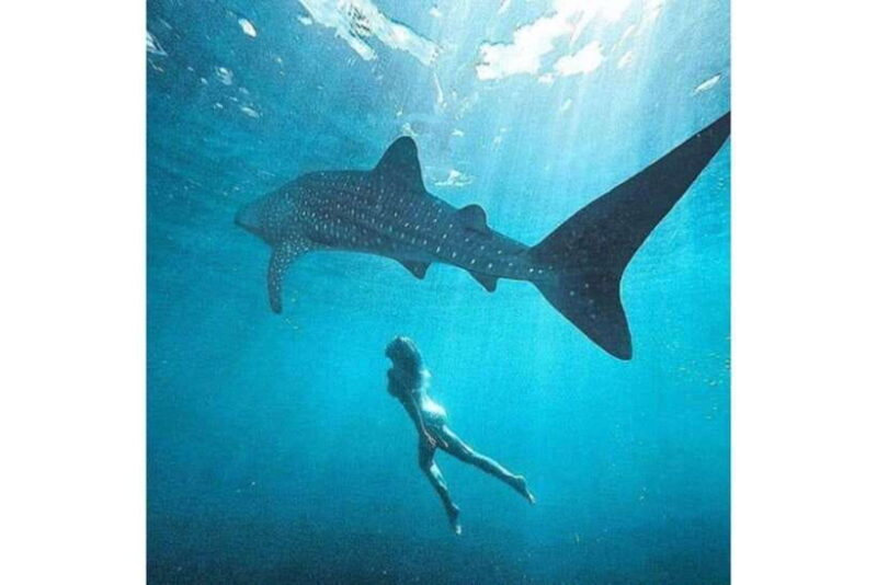 Cebu: Whale Shark Swim and Kawasan Canyoneering Group Tour - Who is This Tour Best For?