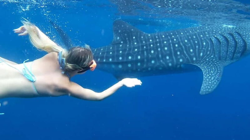 Cebu: Whale Shark Swim and Kawasan Canyoneering Tour - Good To Know