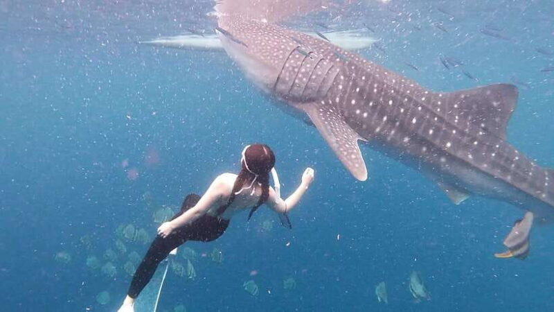Cebu: Whale Shark Swim, Kawasan Falls & Moalboal Sardine Run - Final Thoughts: Who is This Tour For?