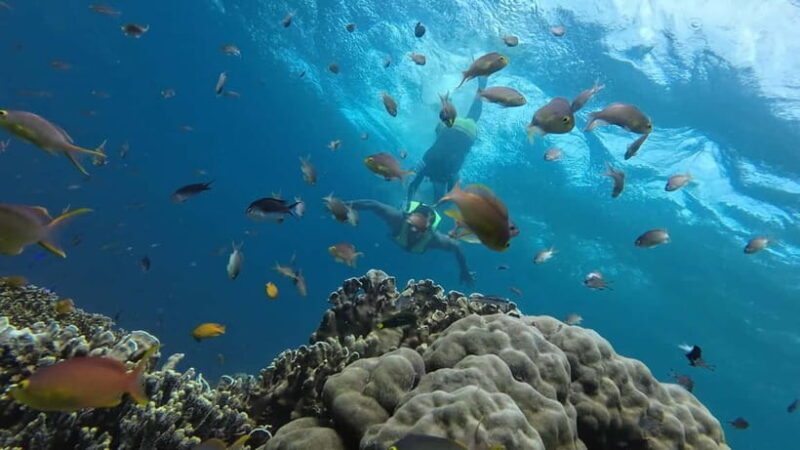 Cebu: Whale Shark Swim, Kawasan Falls & Sardine Run - FAQs