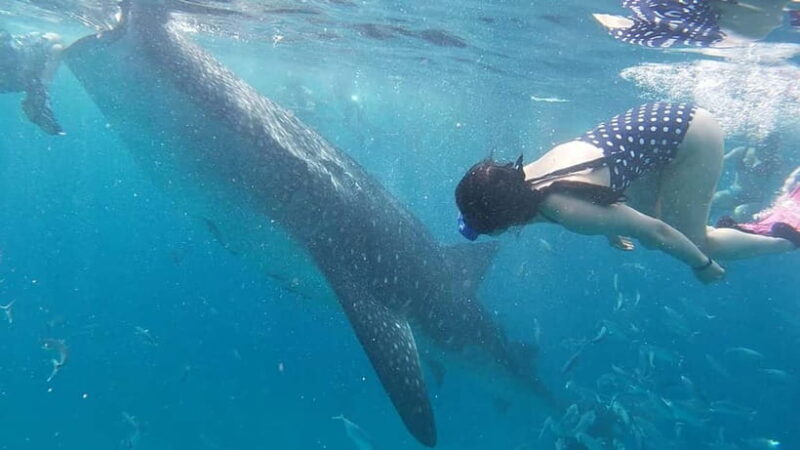 Cebu: Whale Shark Swim, Kawasan Falls & Sardine Run - Journey to Moalboal for Snorkeling and Sardine Run