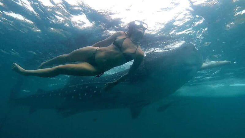 Cebu: Whale Shark Swimming & Inambakan Falls Adventure - The Sum Up