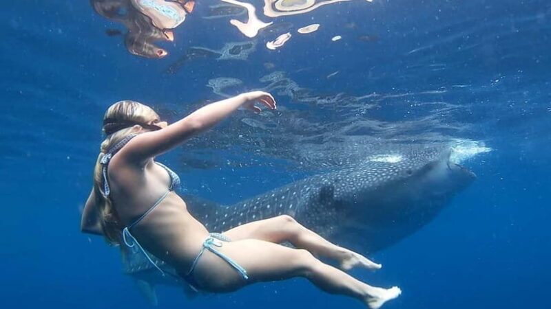 Cebu: Whale Shark Swimming & Inambakan Falls Adventure - Why This Tour Is a Must-Do for Adventure Seekers and Nature Lovers