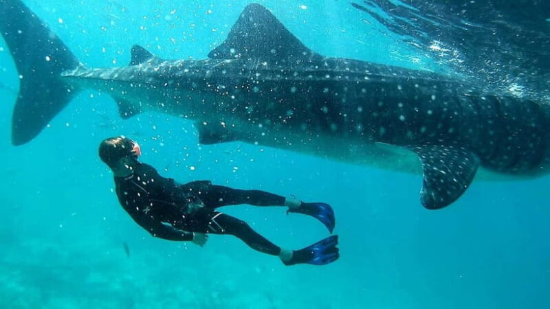 Cebu: Whale Shark Swimming & Inambakan Falls Adventure - Inambakan Falls: A Refreshing Natural Retreat