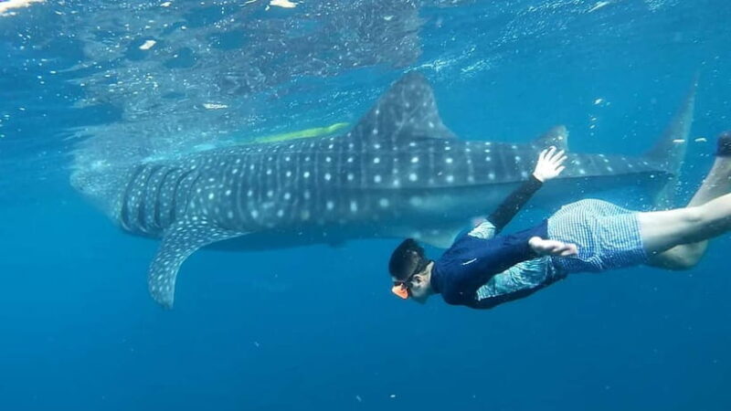 Cebu: Whale Shark Swimming & Inambakan Falls Adventure - What is Included and What is Not?