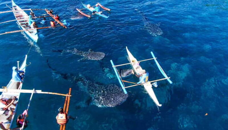 Cebu Whale Shark Swimming & Kawasan Canyoneering Group Tour - Good To Know