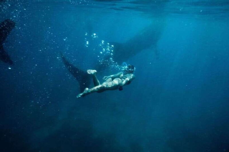 Cebu Whale Shark Swimming & Kawasan Canyoneering Group Tour - An In-Depth Look at the Tour