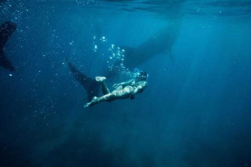 Cebu Whale Shark Swimming & Kawasan Canyoneering Group Tour - Final Thoughts: Is This Tour for You?