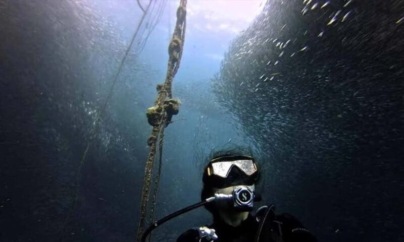 Cebu: Whale Shark, Tumalog, and Moalboal Tour - The Experience: Day in the Life