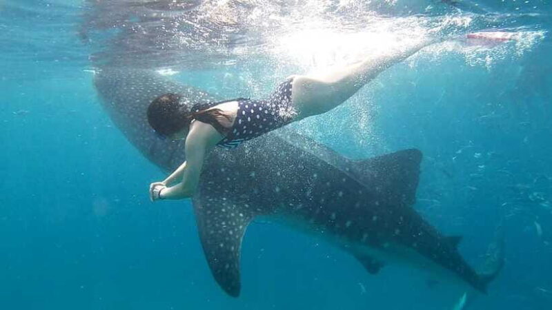 Cebu: Whale Shark, Tumalog Waterfall, and Moalboal Tour - Practical Details & Booking Considerations