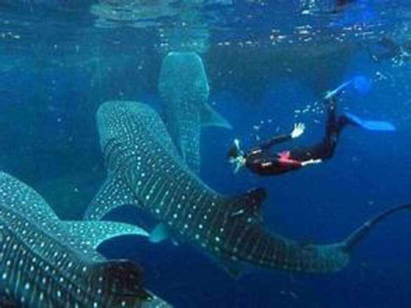 Cebu: Whale Shark Watching and Canyoneering Group Tour - Final Thoughts