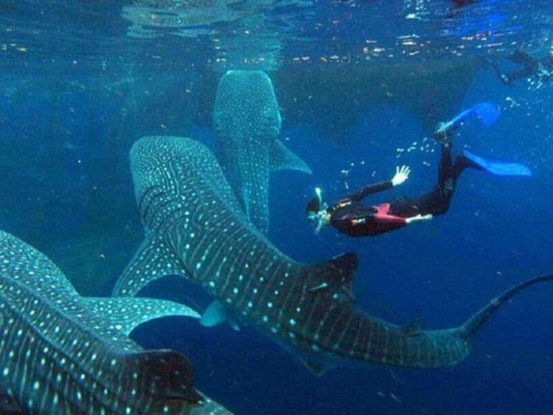 Cebu: Whale Shark Watching and Canyoneering Group Tour - Frequently Asked Questions