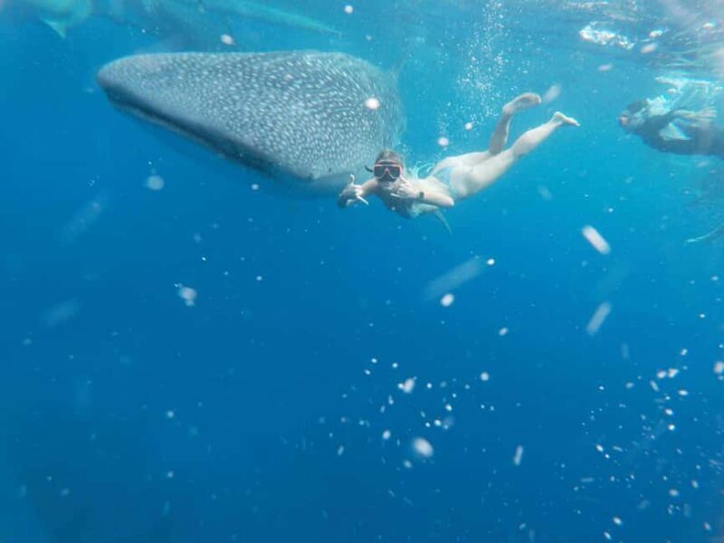 Cebu: Whale Shark Watching & Heritage Tour with Dive Option - Final Thoughts